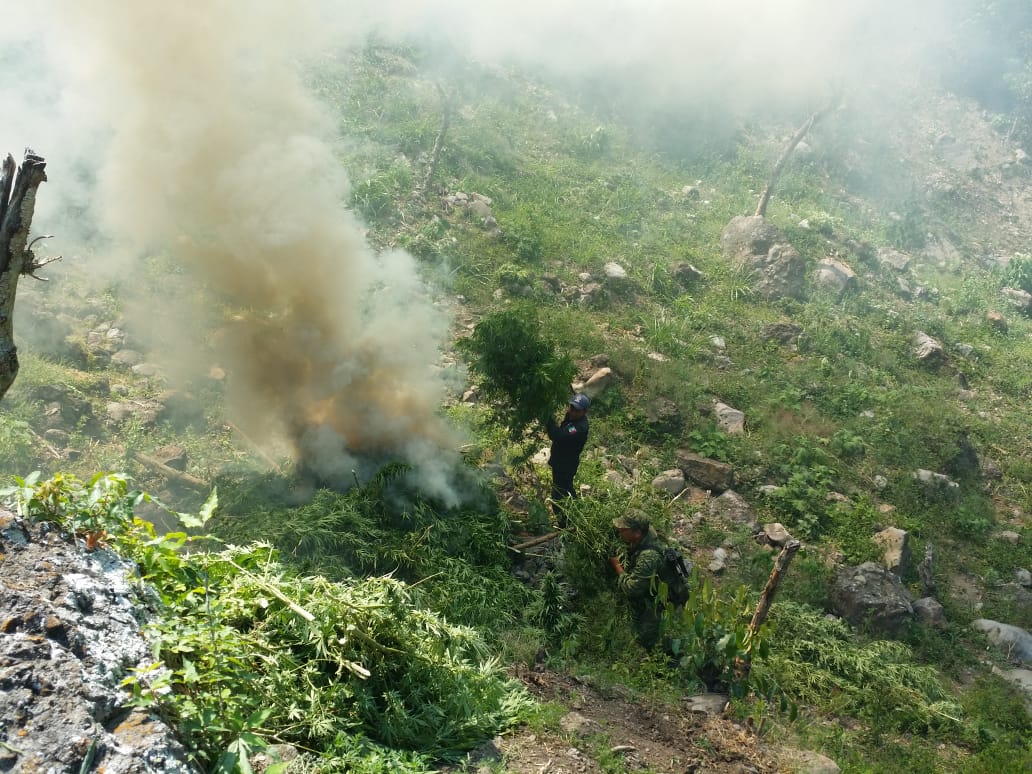 Destruyen plant+¡os de mariguana (1)