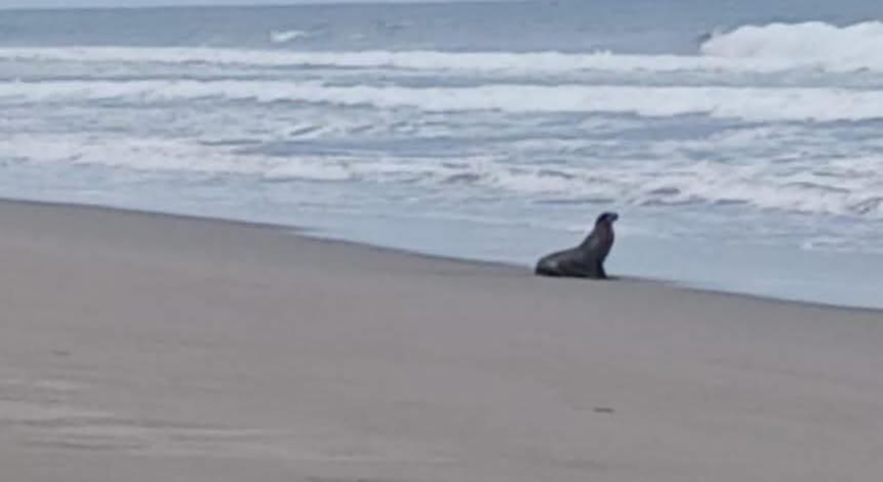 Se+¦alan avistamiento de lobo marino en Pared+¦n1