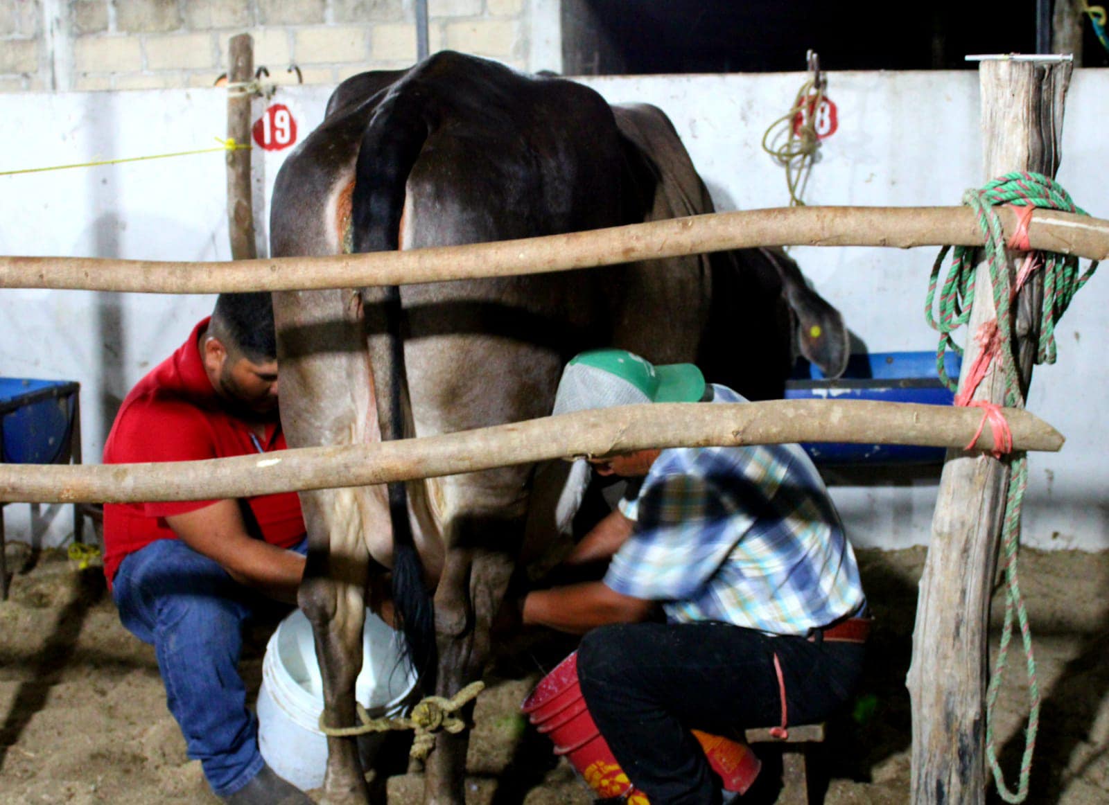 BOLETIN AYUNTAMIENTO ARRIAGA-VACA LECHERA-1