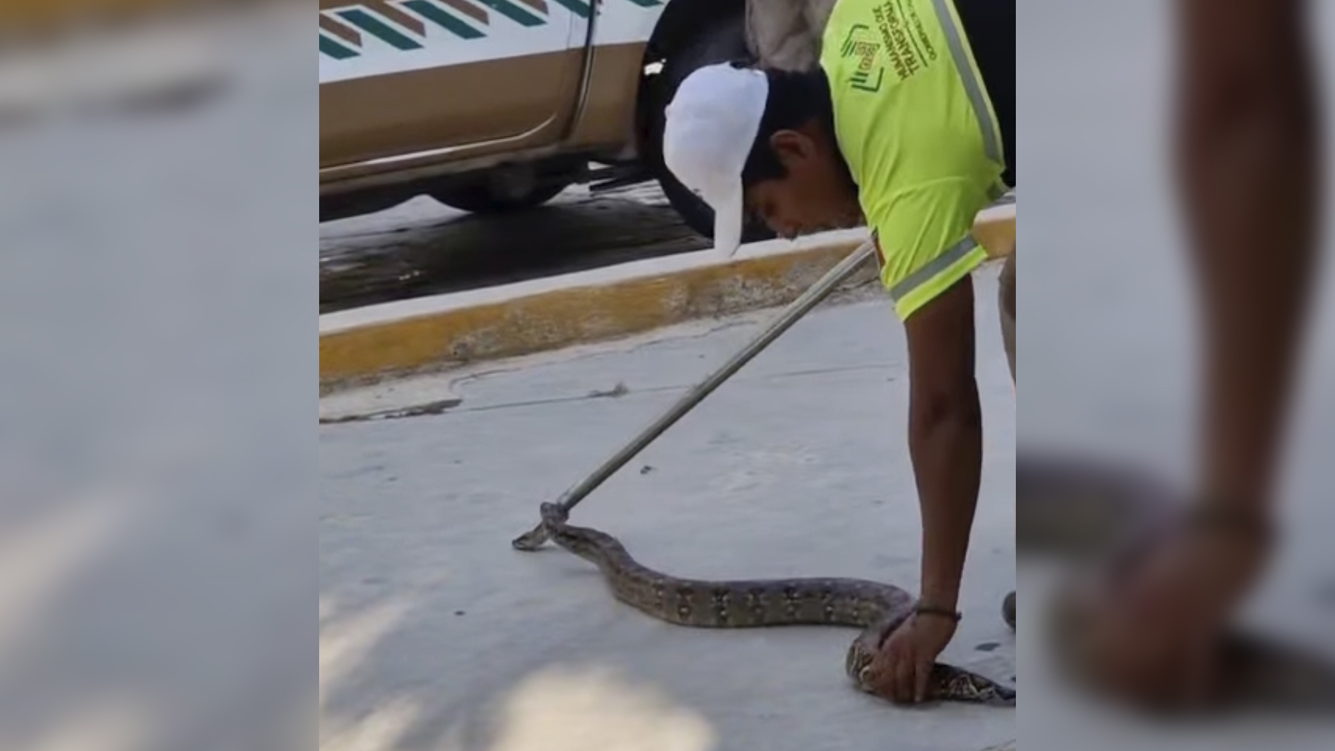 serpiente