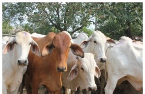 Denuncian nuevo robo de ganado en rancho de Tonalá; productores piden reforzar vigilancia