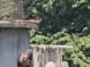 Adulto mayor vive momentos de angustia tras caer de escalera en Tonalá