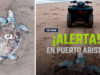 Alertan por muerte de tortugas marinas presuntamente atropelladas en playas de Puerto Arista