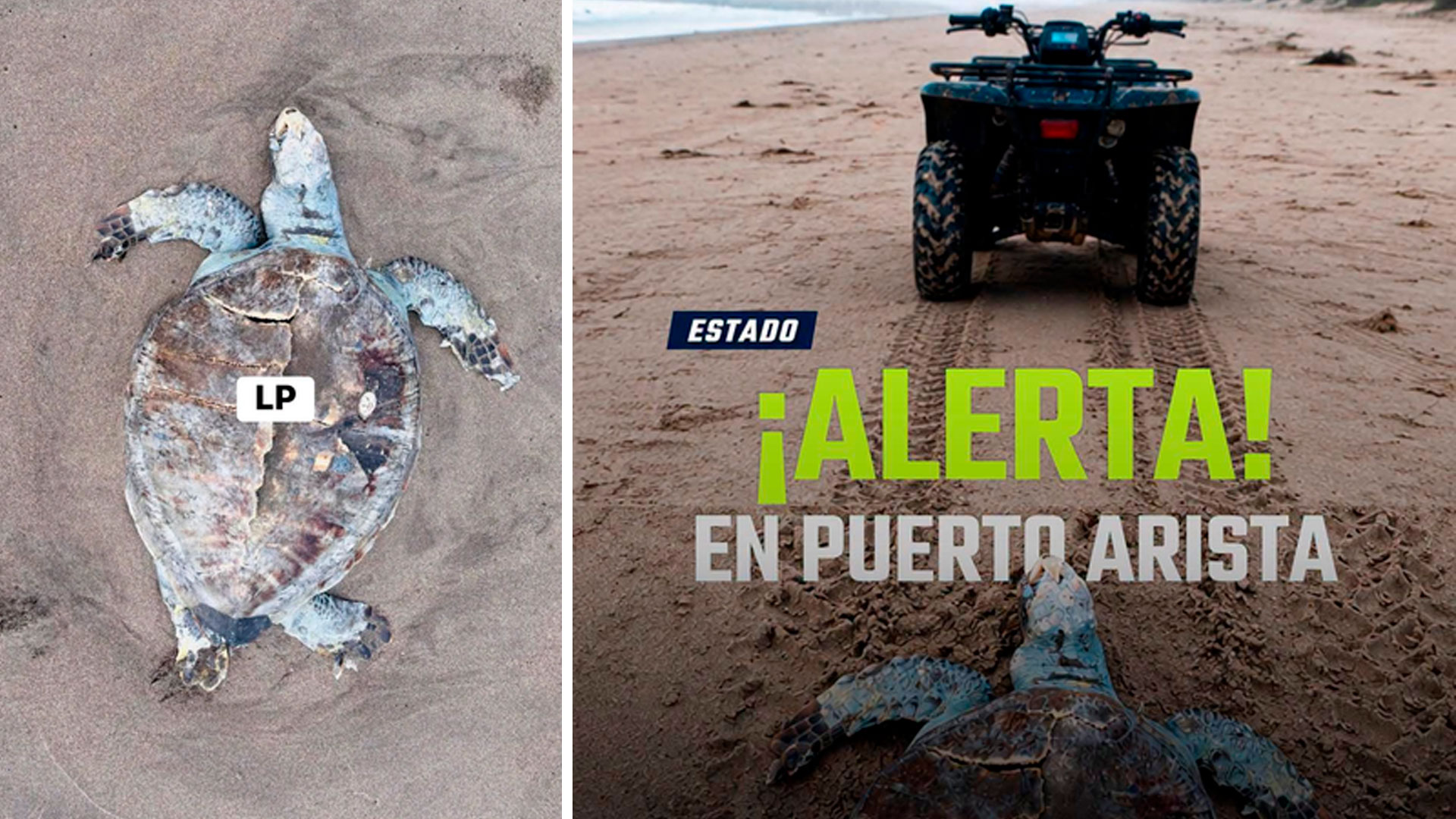 alertan-por-muerte-de-tortugas