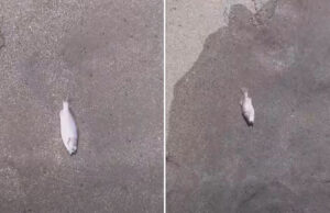 Hallan peces y jaibas muertas en Puerto Arista, Tonalá; piden investigar las causas